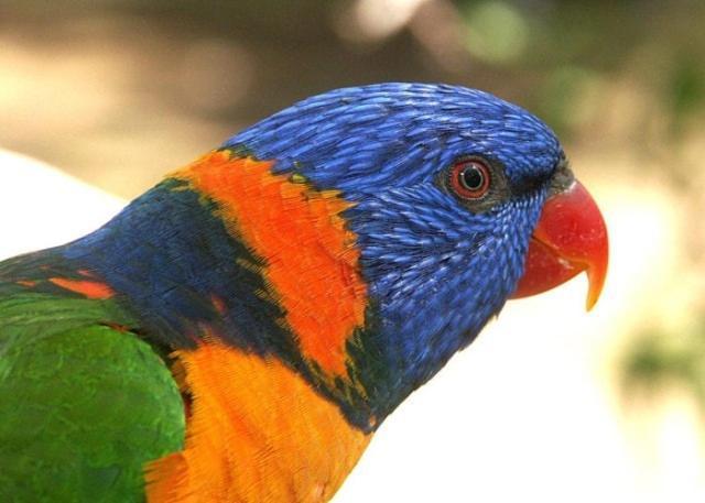 Daintree Wild Bed & Breakfast Экстерьер фото